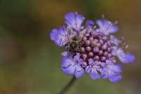 /album/fotogaleria-fotografia-macro/calella-20-640x480-jpg/